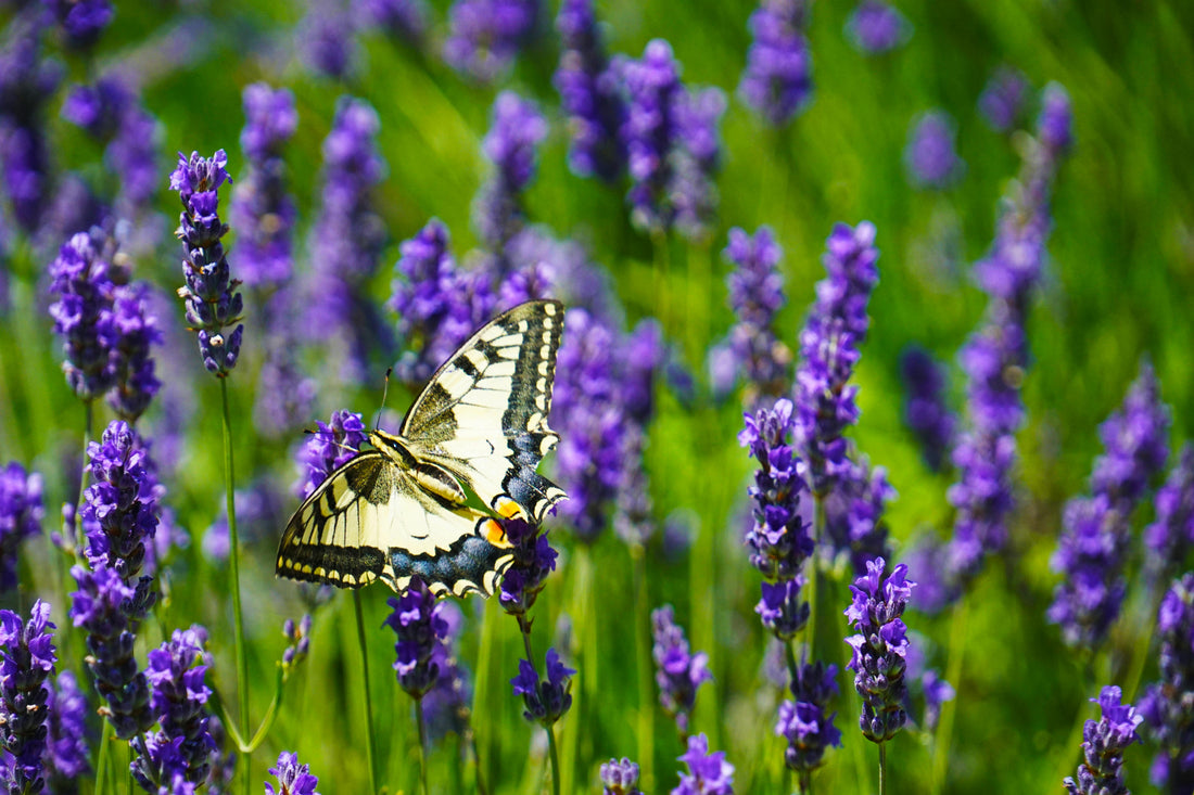 Las 5 Plantas Más Resistentes para Jardines en Valencia