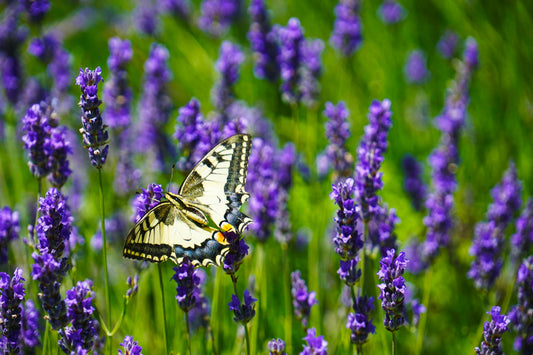 Las 5 Plantas Más Resistentes para Jardines en Valencia