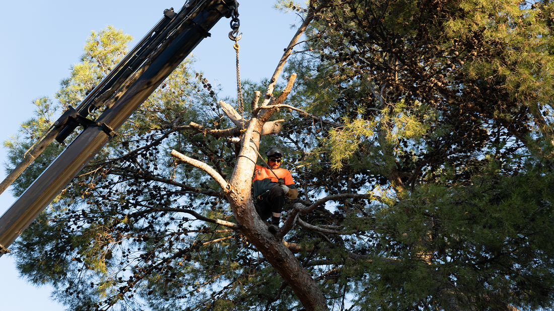 Servicio profesional de eliminación de ramas de pino en tejados.
