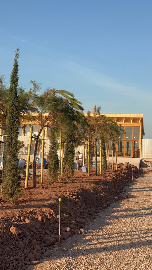 3 Tips de Jardinería Profesional para Mantener tu Jardín Fresco en Valencia (y Ahorrar Agua)