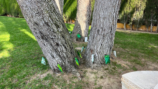 Endoterapia en Arboricultura: Control de Plagas y Cuidado de Árboles