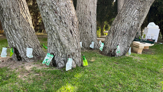 Protege tu Jardín de Plagas: La Endoterapia, tu Aliada en este momento.