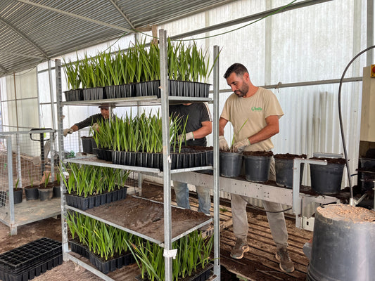 Procesos de Producción con máquina en Nuestro Vivero - 1.000 PALMERAS/hora.