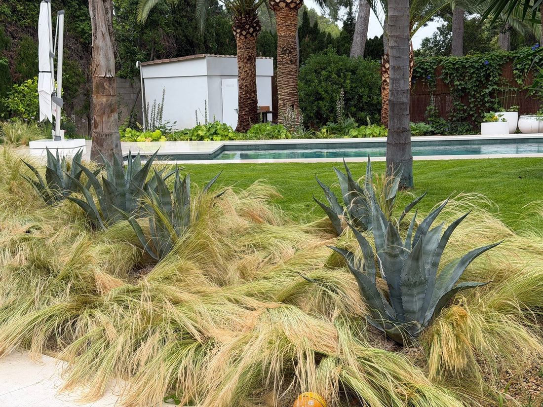 Stipa tenuissima en Valencia: La Gramínea que Aporta Movimiento, Elegancia y Ahorro de Agua a tu Jardín