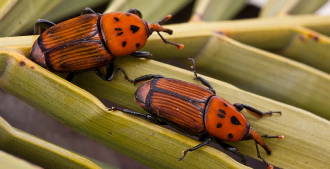 ¿Picudo Rojo en tus palmeras? ⚠️ Cómo salvarlas con la tecnología Fertinyect 🌿