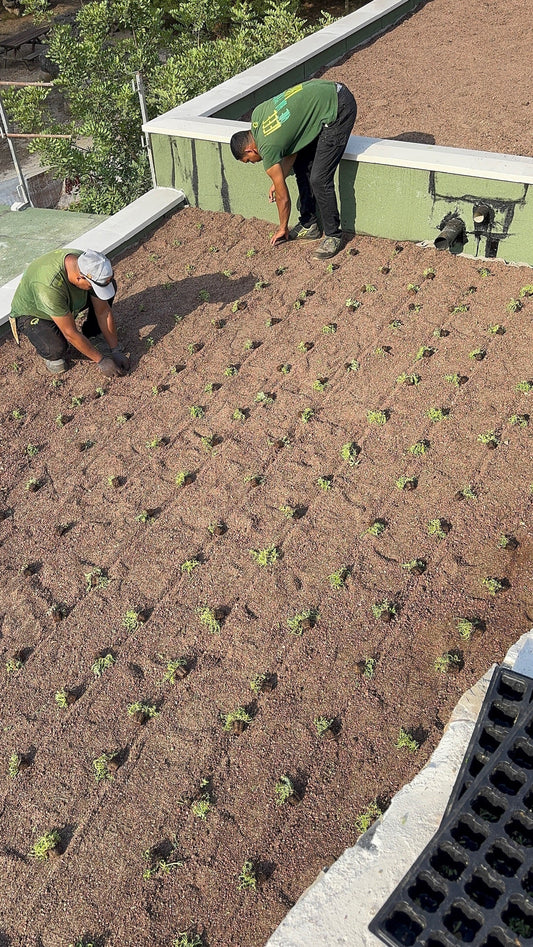 Cubiertas Vegetales en Valencia: Transforma tu Tejado en un Jardín Sostenible