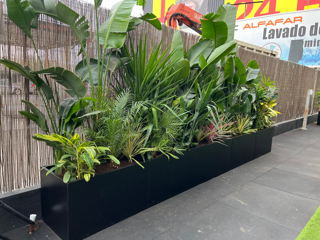 Fusionando Fuerza y Naturaleza: El Oasis Verde de ICON GYM