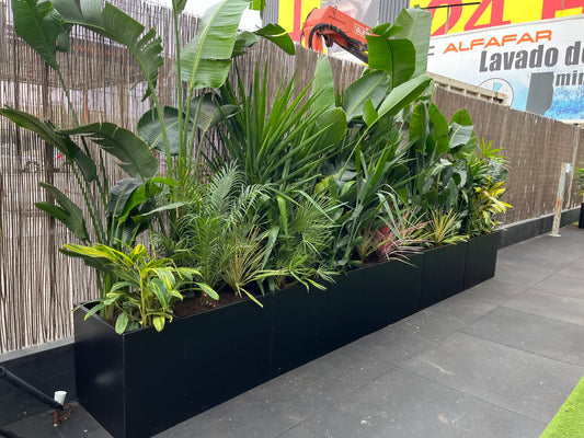 Fusionando Fuerza y Naturaleza: El Oasis Verde de ICON GYM