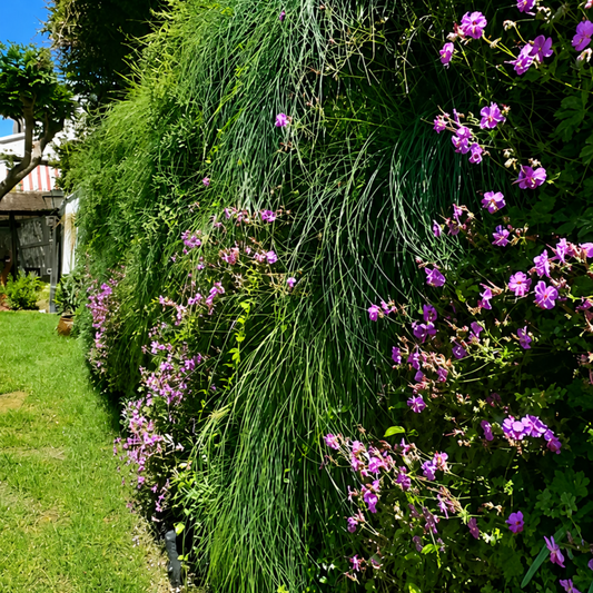 Jardín vertical en un chalet de Valencia: cómo se transforma una pared en paisaje