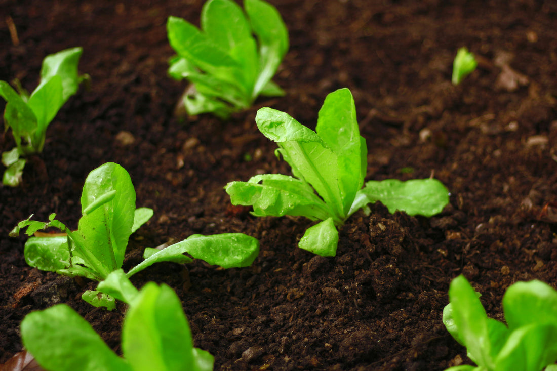 Tierra Vegetal vs Tierra Vegetal Preparada: ¿Cuál Elegir para Tu Jardín?