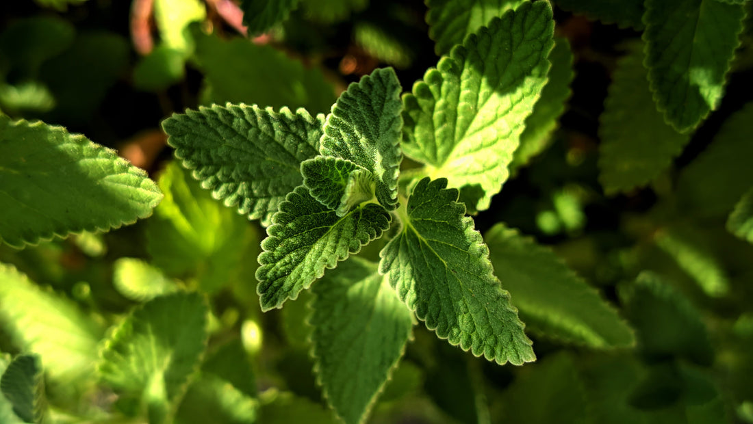 Tu Jardín Puede Ser Tu Propia Farmacia: 5 Plantas Medicinales Todoterreno para Tu Casa en Valencia