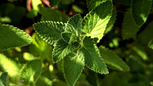Tu Jardín Puede Ser Tu Propia Farmacia: 5 Plantas Medicinales Todoterreno para Tu Casa en Valencia