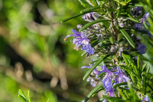 Las 10 mejores plantas para jardín en Valencia - Costa Jardineros