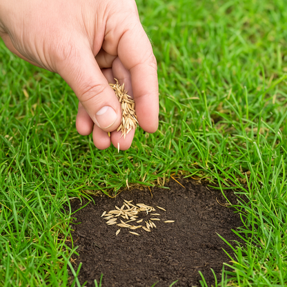 Semillas de Césped Resistent y Grama Gruesa 5kg - 25kg